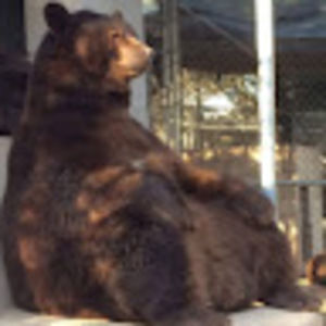 Meet your Posher, Shelly